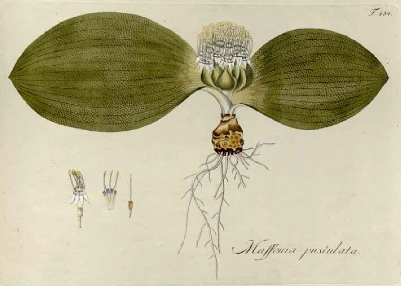 Massonia pustulata — Iconotype. Table 454, J acquin