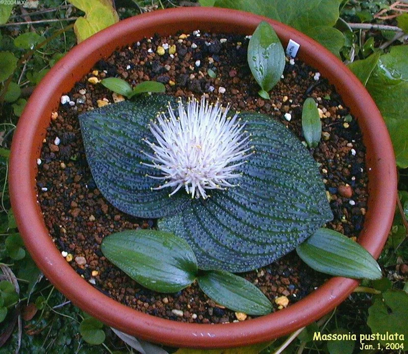 Massonia Species (Massonia pustulata) 