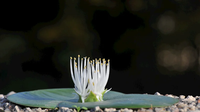 Massonia sp. Gouritz River