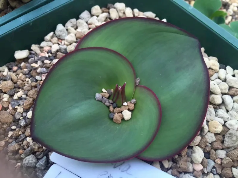 艳镜Massonia depressa多肉植物冬型种科球根