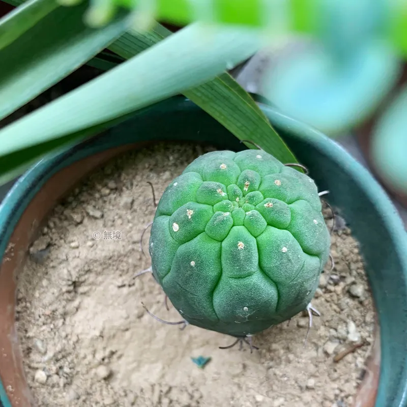 逐渐脱刺的奇仙玉