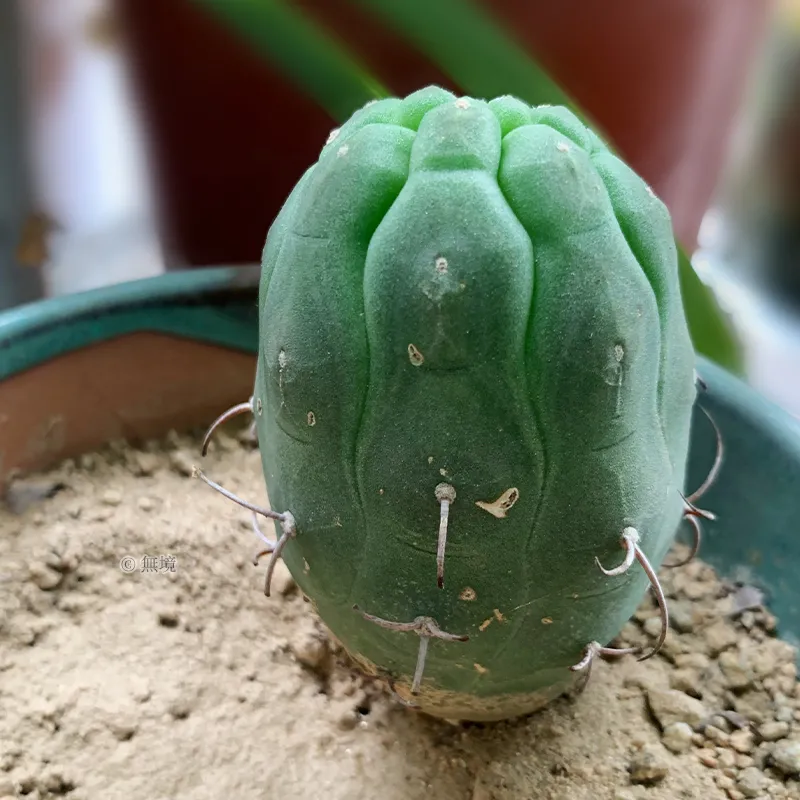 椭圆形的奇仙玉